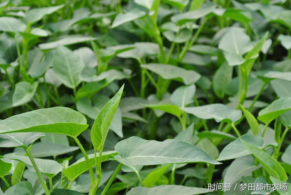 探索空心菜的魅力，高清图片与种植指南
