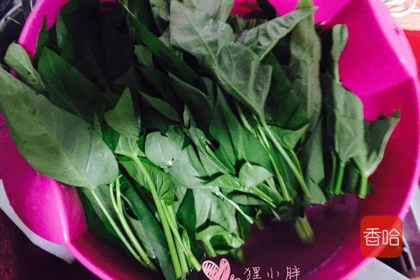 空心菜图片大全大图真实，绿色健康的蔬菜之美