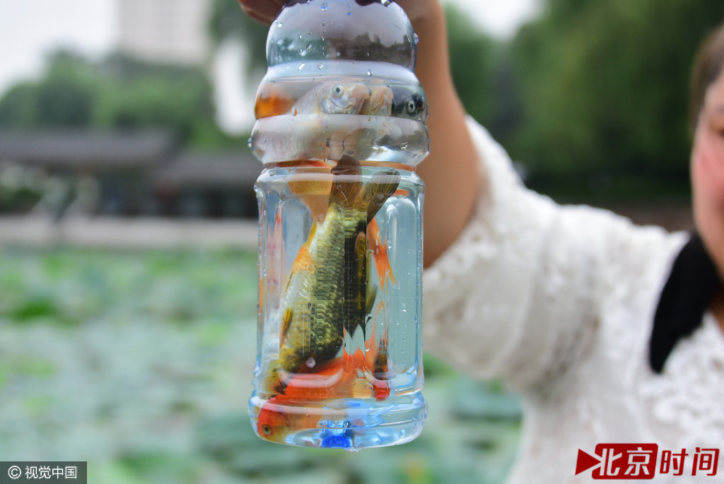 捉鱼瓶，一场童趣与智慧的较量
