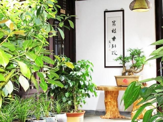 金钱树三肖期期中