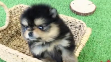 小狼狗笔趣阁
