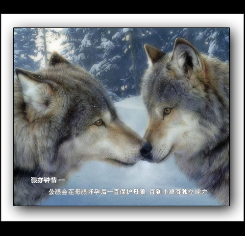 广西的狼精英主论坛_
