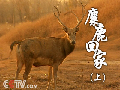 新澳马今天最快最新图库223期四不像图片