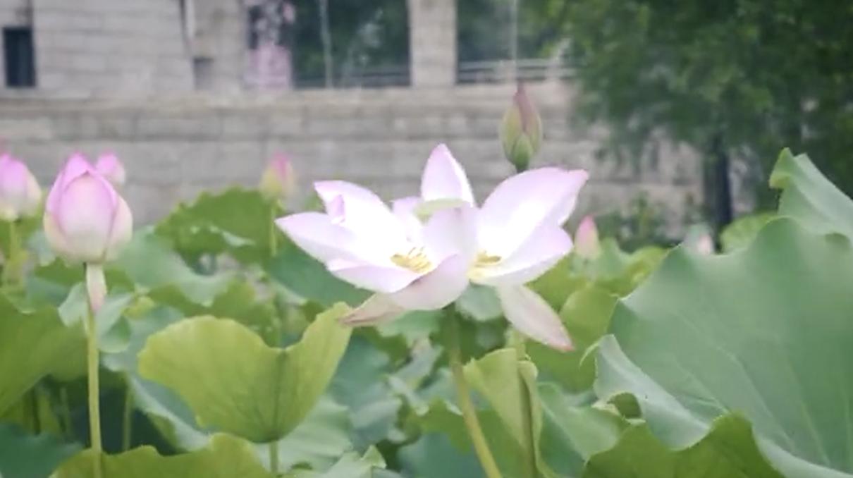澳门特料码特的探索之旅，20年代的独特魅力与机遇2020澳门特料码特网站管家