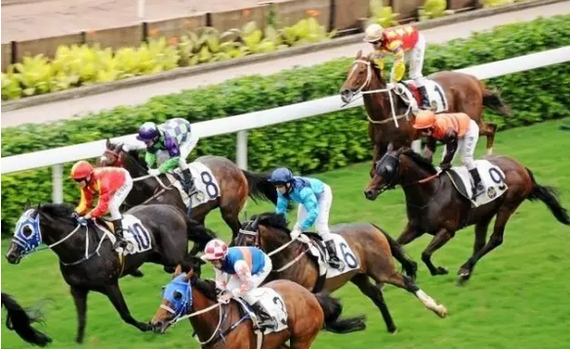 香港赛马会精选资料大全，探索马术竞技的奥秘与魅力香港赛马会精选资料大全使用方法