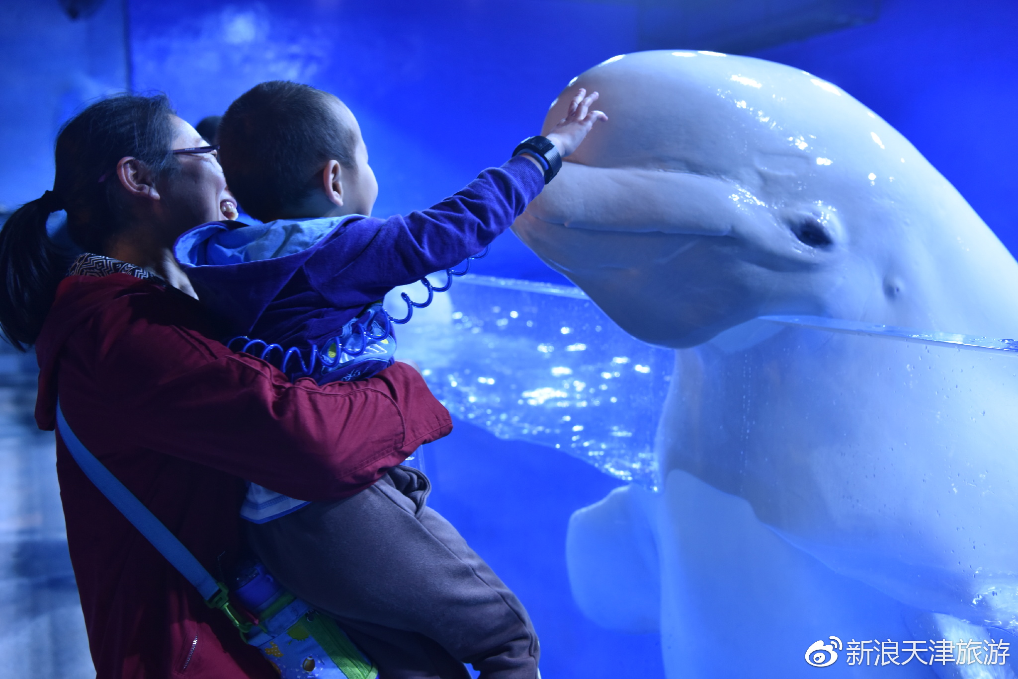 小鱼儿心水论坛，探索与交流的乐园小鱼儿心水高手论坛资料网上