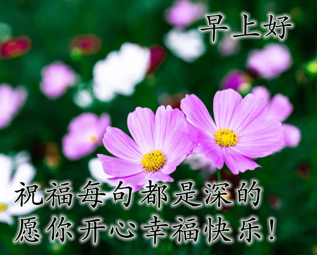 二四六天天好彩图，探索与欣赏